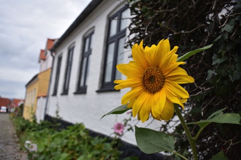 Sunflower, Ebeltoft